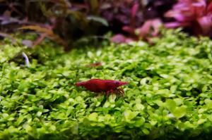 Red cherry shrimp