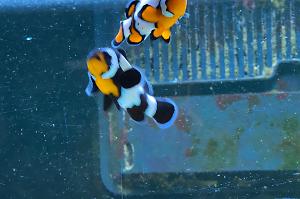 Snowflake Ocellaris Clownfish Thumbnail