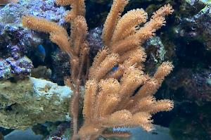 Tree coral Thumbnail