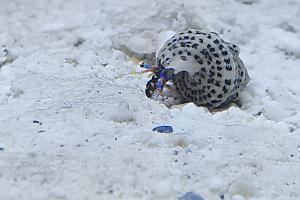 Blue Leg Hermit Crab Thumbnail