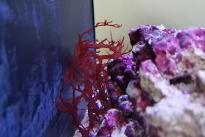 Red Dragons Breath Macro Algae Thumbnail