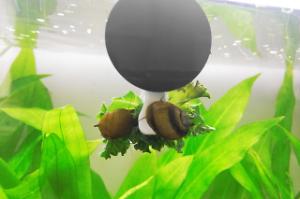 Horned Nerite Snail Thumbnail