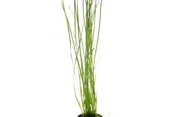 Vallisneria nana / Vallisneria nana 25