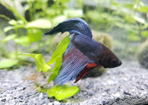 betta