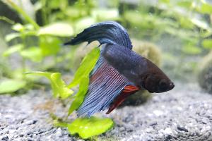 betta