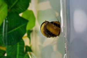 Bumblebee Horned Nerite Snail Thumbnail