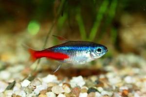 Neon Tetra Thumbnail