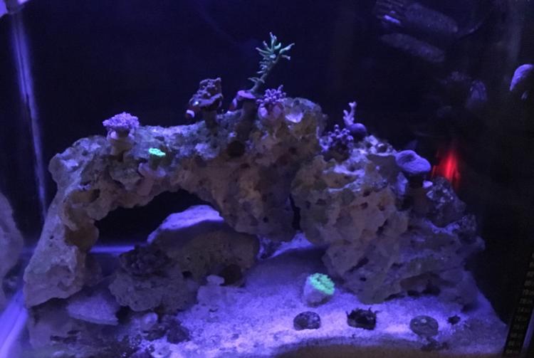 Nano reef on Jan 13, 2020