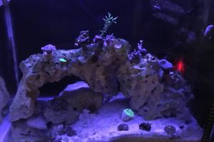 Nano reef Thumbnail