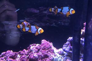 Snow Onyx Clown Fish Thumbnail