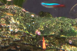 Neon Tetra Thumbnail