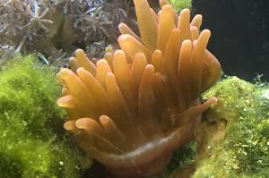 Rose Bubble Tip Anemone Thumbnail