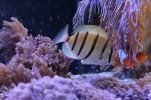 Convict tang Thumbnail