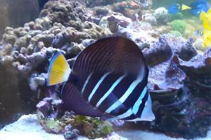 Sailfin tang Thumbnail