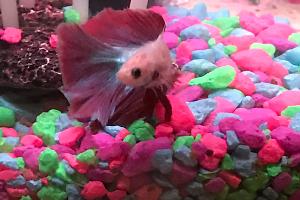 BoBo - Twin Tail Betta Thumbnail