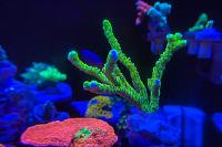 First Reef (Waterbox cube 20) on Jan 17, 2020