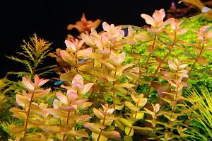 Rotala macrandra catipillar