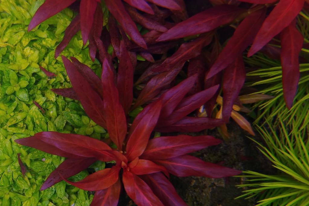 Ludwigia Glandulosa / Ludwigia glandulosa 13