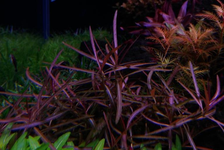 Hygrophila Araguaia