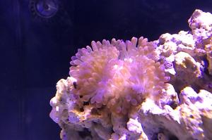 Bulb Anemone Thumbnail