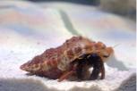 Dwarf Red Tip Hermit Crab Thumbnail