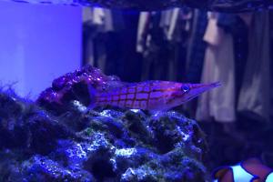 Longnose Hawkfish Thumbnail