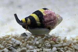 Bumblebee snail Thumbnail