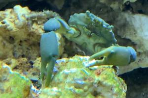 Emerald crab Thumbnail