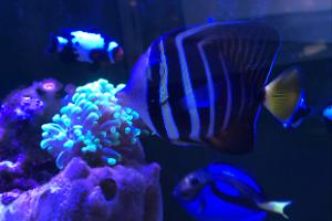 Sailfin Tang Thumbnail