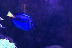 Blue Hippo Tang Thumbnail