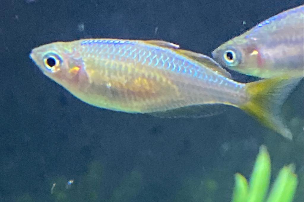 Neon Rainbowfish / Melanotaenia praecox 20