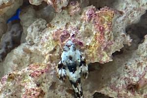 Scooter Blenny Thumbnail