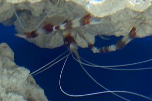 Coral banded Shrimp Thumbnail