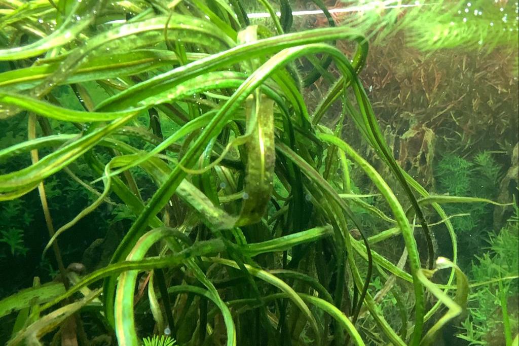 Cryptocoryne Balansae / Cryptocoryne crispatula 19