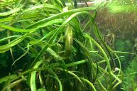 Cryptocoryne Balansae Thumbnail