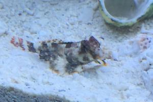 Scooter Blenny Thumbnail