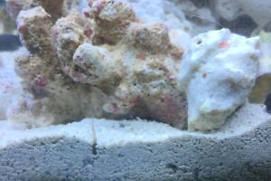 Nassarius Snail Thumbnail