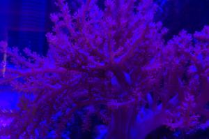 Kenyan tree coral Thumbnail