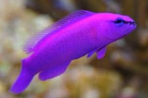 Orchid Dottyback Thumbnail