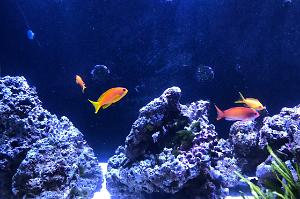 Anthias Thumbnail