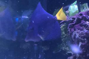 Purple tang Thumbnail