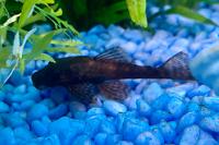 Bristlenose Pleco Black Thumbnail