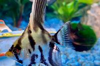 Angel fish Thumbnail