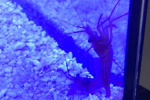 Peppermint Shrimp Thumbnail