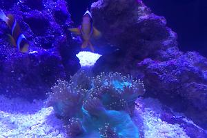 Elegance Coral Thumbnail