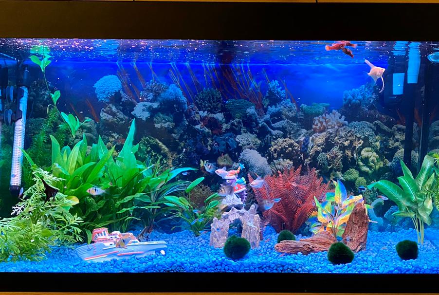 Tropical tank 200L (picked by a 6 year old) on Jan 26, 2020