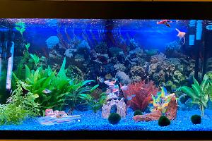 Tropical tank 200L (picked by a 6 year old) Thumbnail