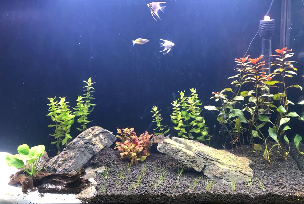 45 Gallon Freshwater Planted on Jan 26, 2020