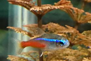 Neon Tetra Thumbnail