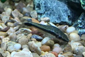 Ottocinclus Thumbnail